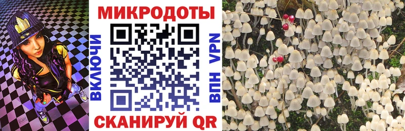 Галлюциногенные грибы Psilocybe Горно-Алтайск